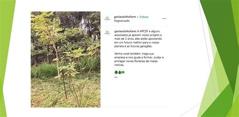 Ipê adotado pela APCEF PR cresce e contribui para futuro mais verde