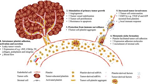 Platelets Promote Tumor Angiogenesis Cancer Growth And Metastasis