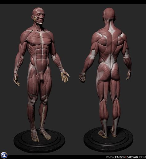 ArtStation - Human Anatomy Kit and Female Anatomy Kit Commercial | Resources