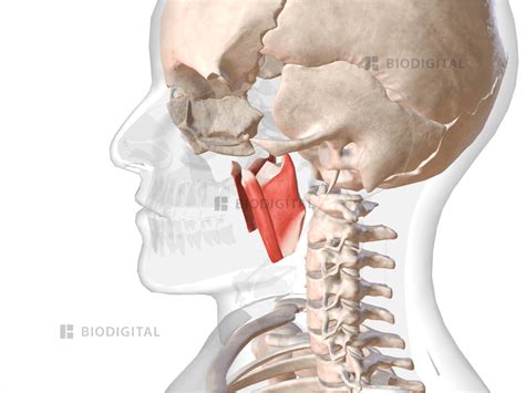 Medial Pterygoid Biodigital Anatomy