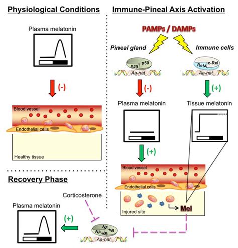 Ijms Free Full Text Immune Pineal Axis Nuclear Factor κb Nf Kb