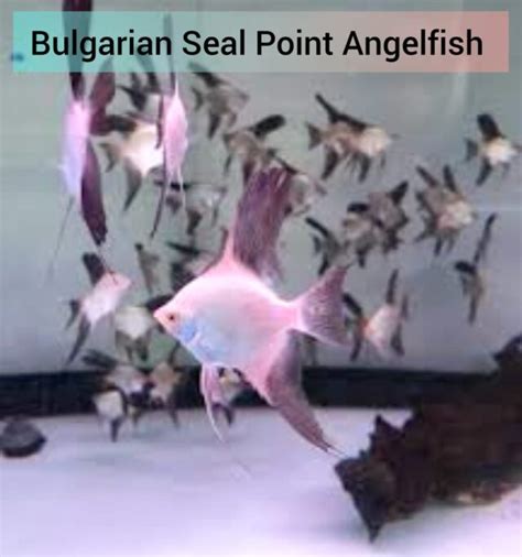 bulgarian seal point angelfish svr aquatics transhipping services