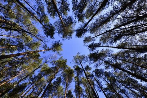 sky forest foliage green  stock photo public domain pictures