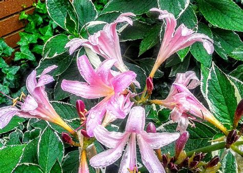 Naked Lady S Lying In The Hosta Photograph By Crystal Farris Fine Art America