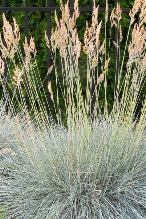 Овсяница сизая – описание, уход, применение в ландшафтном дизайне