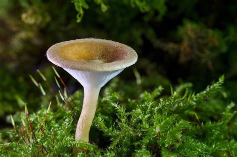 100000 Free Mushroom Cloud And Mushroom Images Pixabay