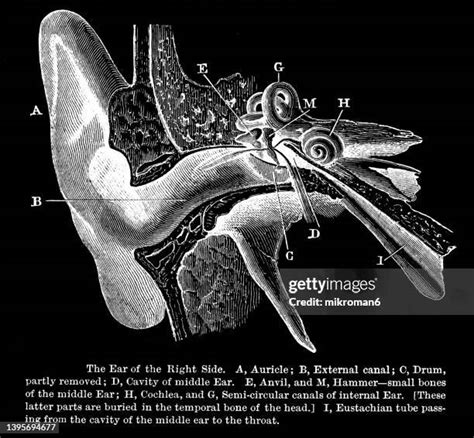 Human Ear Diagram Photos and Premium High Res Pictures - Getty Images