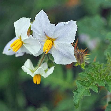 Solanum aethiopicum | African Eggplant | Mock Tomato Mini Pumpkins | 10 ...