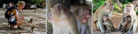 Phuket The Monkey Temple Wat Suwan Kuha Thailand