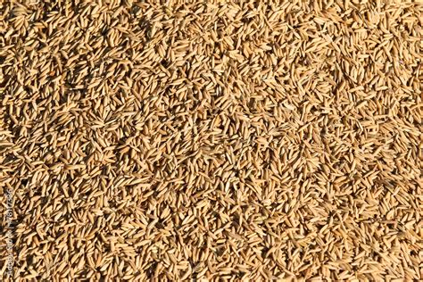 rice grain stock photo adobe stock