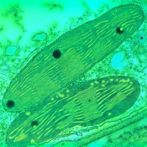 Пластиды | Cell Biology.ru