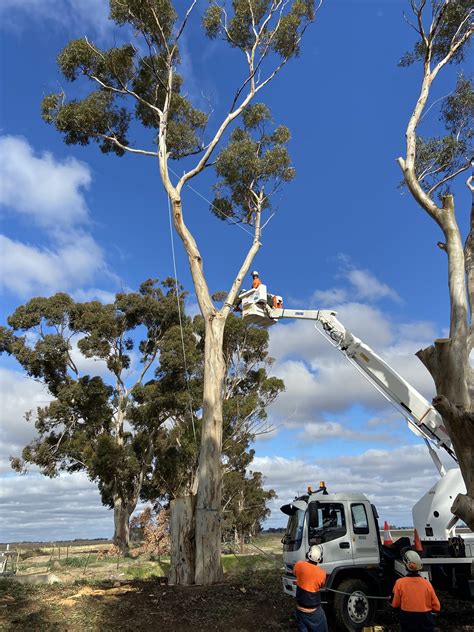 Tree Removal Murray River Tree Services