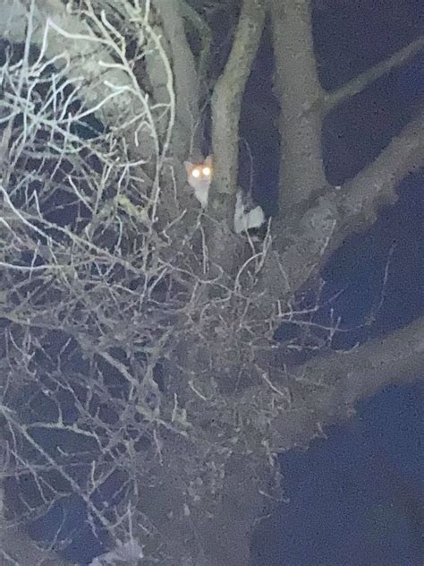 Freezing cat saved by kind-hearted Scots in early morning rescue