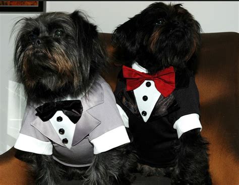 All List Of Different Dogs Breeds Wedding Dresses For Dogs
