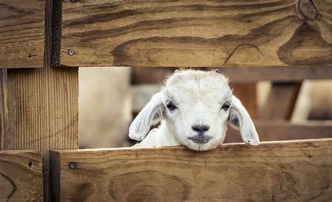 козленок HD обои скачать бесплатно | Wallpaperbetter