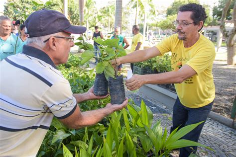 Dia Da Rvore Entrega De Mudas Folha Geral