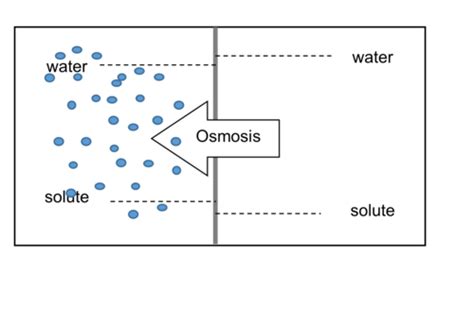 Lecture Osmosis Flashcards Quizlet