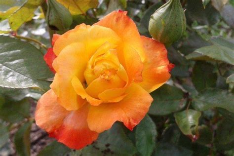 Роза флорибунда (60 фото) - виды, посадка и уход в открытом грунте