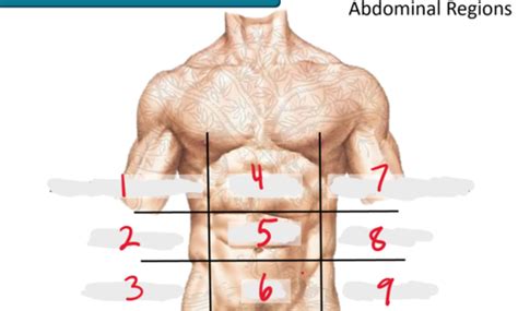 Block Lecture Anterior Abdominal Wall Inguinal Region Flashcards