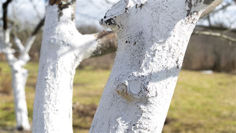 Why Are Tree Trunks Painted White Reasons And Benefits Theyardable