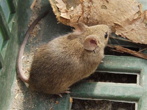 Злая Мышь Картинки – Telegraph