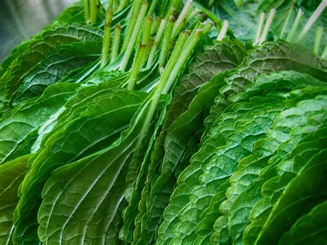 Perilla Leaves Edible Korean Free Photo On Pixabay