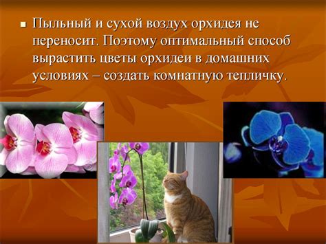 Орхидеи - презентация онлайн