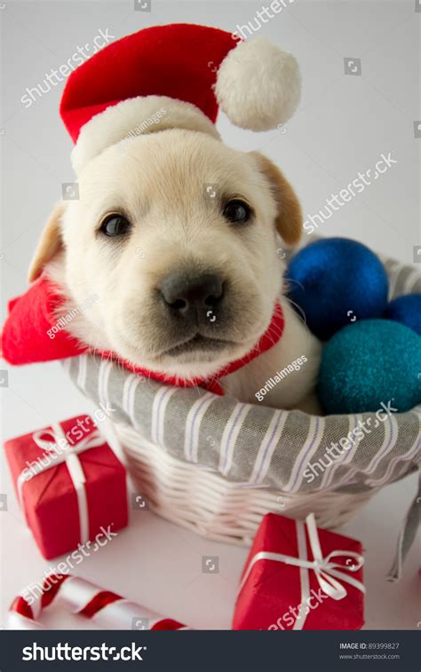 Merry Christmas Portrait Cute Labrador Puppy Stock Photo 89399827