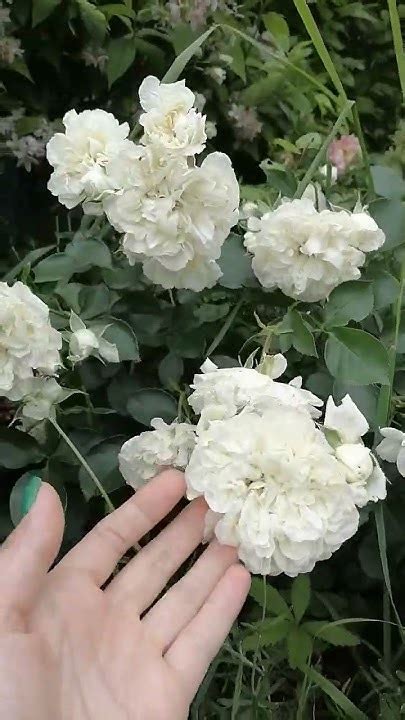 Роза Вайт Мейдиленд - YouTube