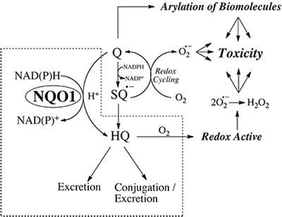 Frontiers Functions Of Nqo In Cellular Protection And Coq