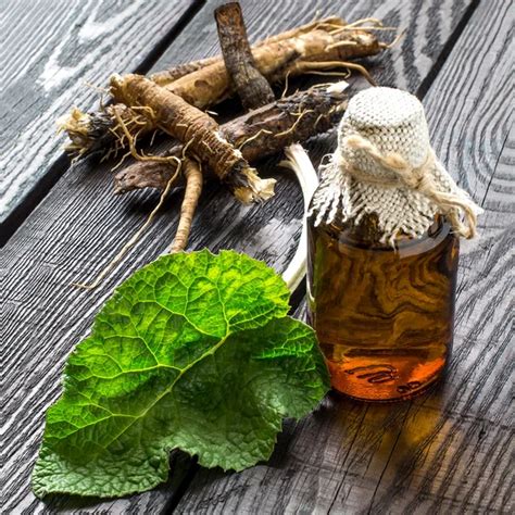 ⬇ Скачать картинки Лопух лист, стоковые фото Лопух лист в хорошем ...