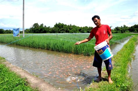 Rice Fish Farming Sleman Fao Indonesia Flickr