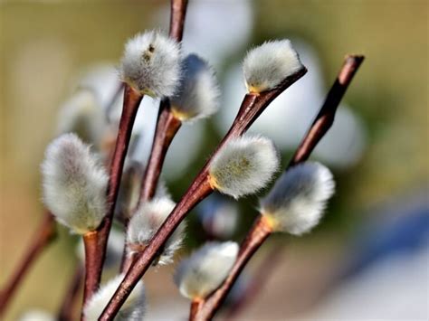 Традиции Вербного воскресенья и обычаи в православии