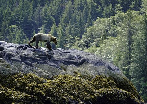 11 - Grizzly, Fourth Sighting — Mitch Meyer Photos