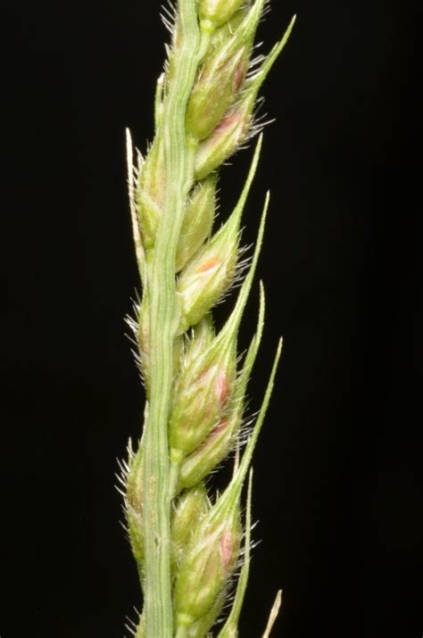 echinochloa stagnina alchetron   social encyclopedia