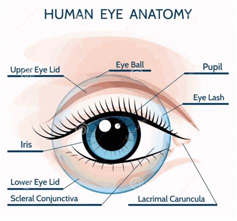 Eyeroll Eyeroll Factory Eyeroll Eyeroll Factory Eye Diagram