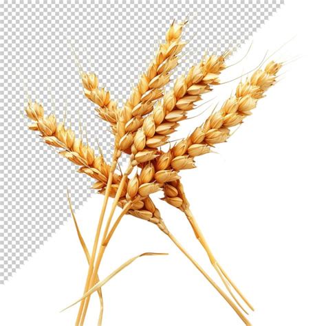 Premium Psd Wheat Isolated On Transparent Background