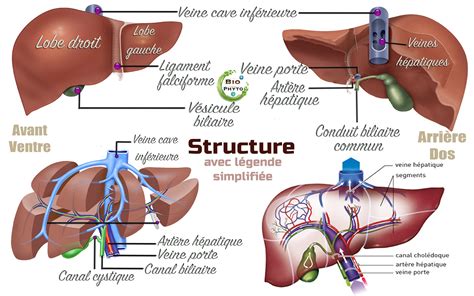 Anatomie Du Foie Humain Les Organes Internes Symbole Vector The Best