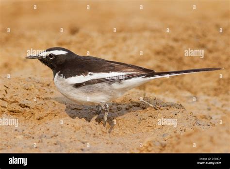 White Browed Wagtail Or Large Pied Wagtail Motacilla Maderaspatensis