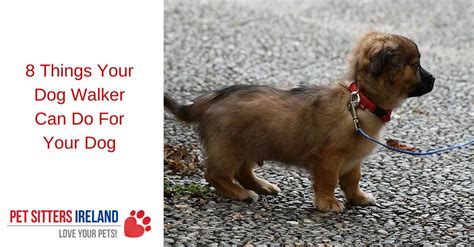 8 Things Your Dog Walker Can Do For Your Dog