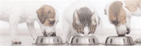 HOT SPOT Spray VetExpert Heridas Perros Y Gatos Ml ScoobysFarma