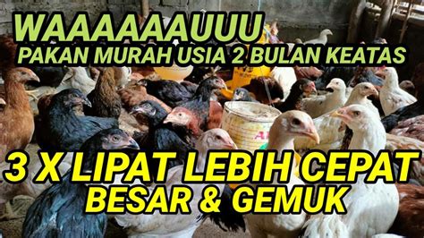 X Lipat Lebih Cepat Besar Gemuk Dengan Racikan Pakan Murah Ini