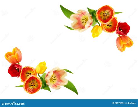 Tulips Border Stock Image Image