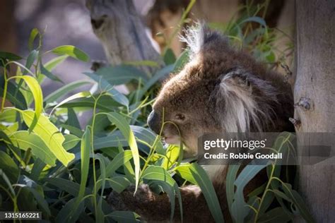 Koala Eat Leaves Photos and Premium High Res Pictures - Getty Images