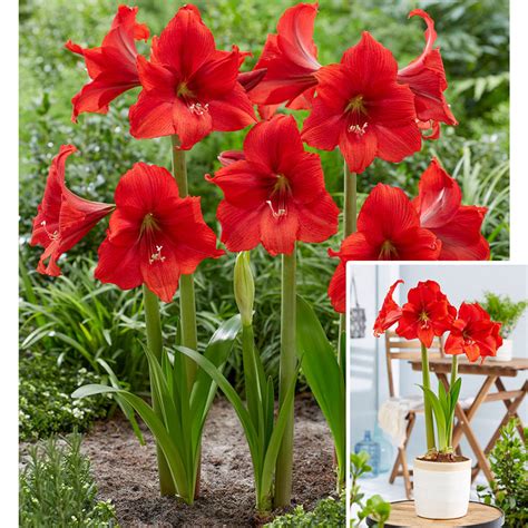 Red Tiger Amaryllis Brecks Premium Bulbs