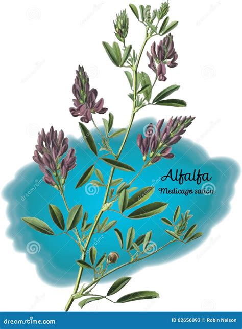 Alfalfa Stock Vector Illustration Of Medicago Flowers