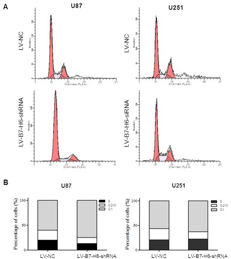 Effect Of B7 H6 Knockdown On The Cell Cycle Regulation On Human Glioma Download Scientific