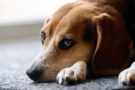 beagle  left  home    hours modern beagle