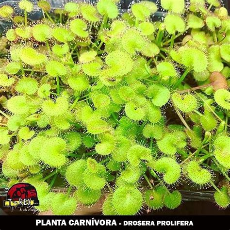 Compre Agora Planta Carnívora Drosera Prolifera