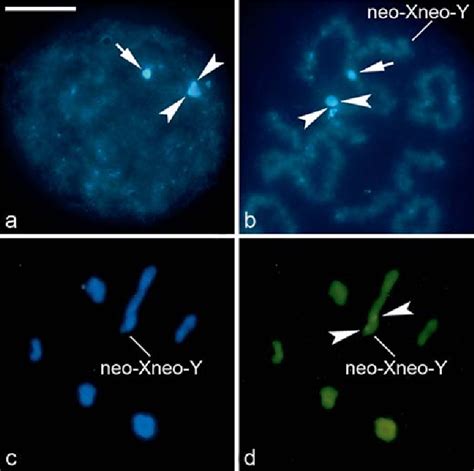 Figure From Sex Chromosome Evolution In Cotton Stainers Of The Genus Dysdercus Heteroptera